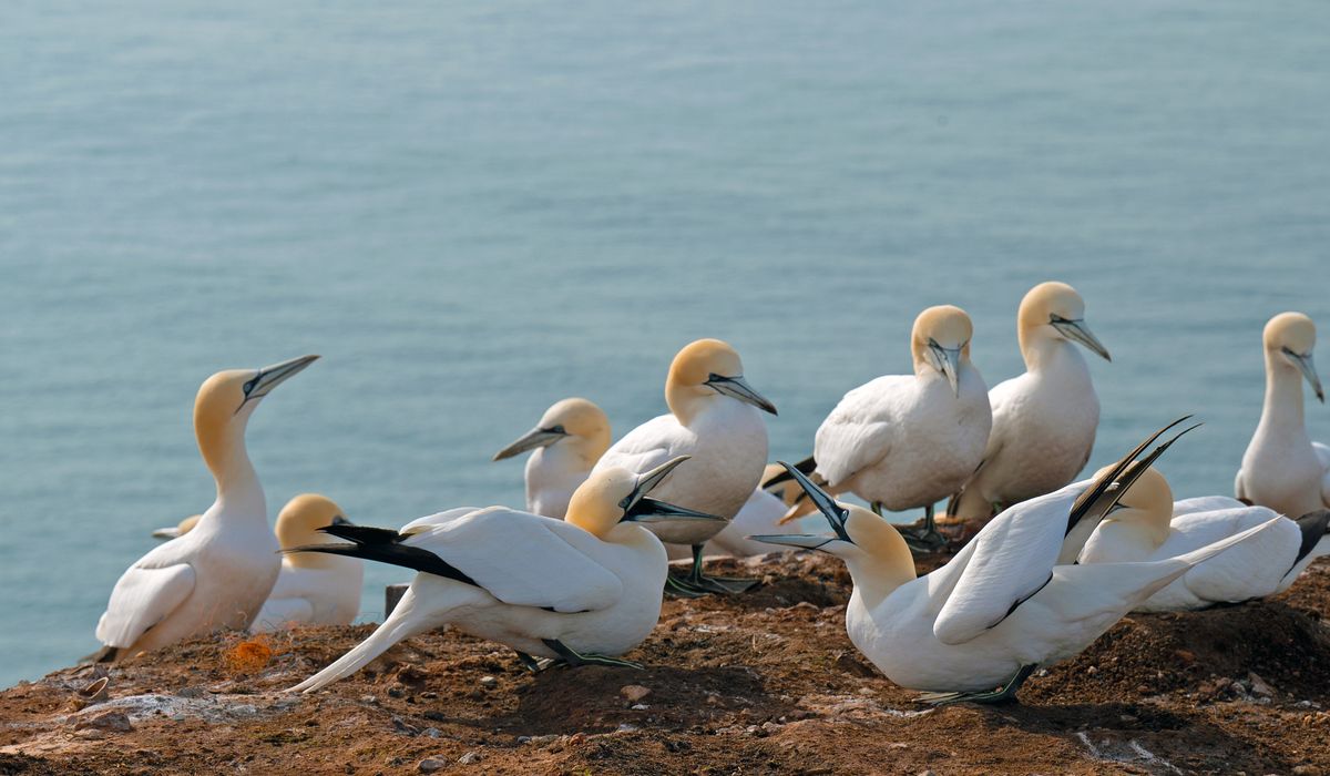 Volunteering for island conservation projects around the UK coast